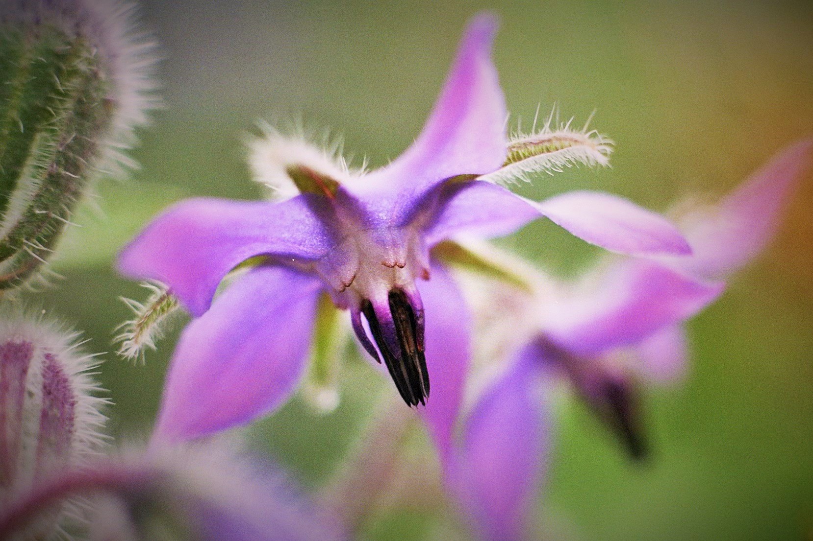 Borretschblüte