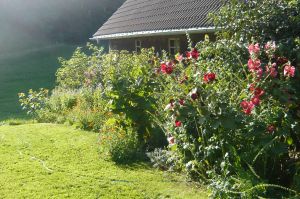 Kräuter und Heilpflanzen in unserem Bauerngarten