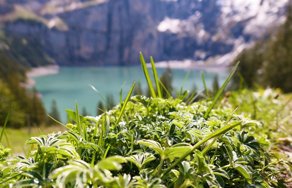 Gebirgsfrauenmantel am Öschinensee