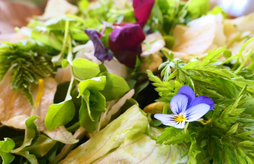 Kräutersalat in Lappland