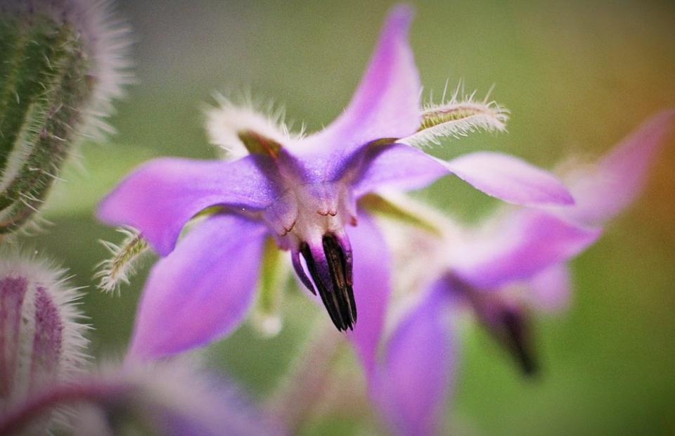 Borretschblüte